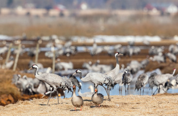 Fototapeta premium Greylag Goose and Cranes