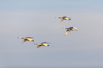 Whooper Swan