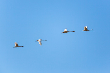 Whooper Swan