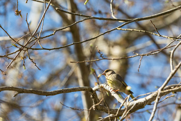 Greenfinch