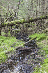 Fallen old spruce tree