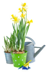 pot of daffodils with gardening tools