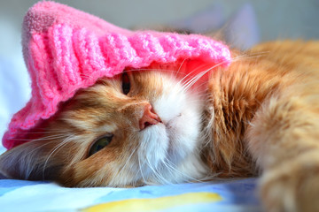 Funny cat in the pink hat
