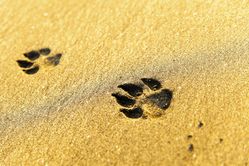 Dog footprints on beach