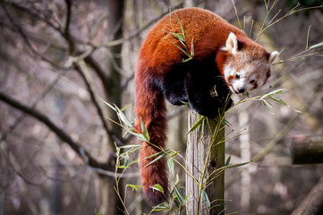 Panda roux perché