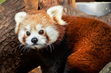 Red Panda