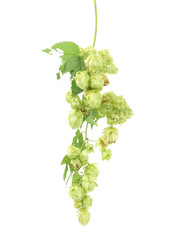Pile of green hop cones.
