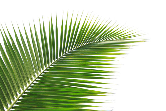 Green coconut leaf on white background