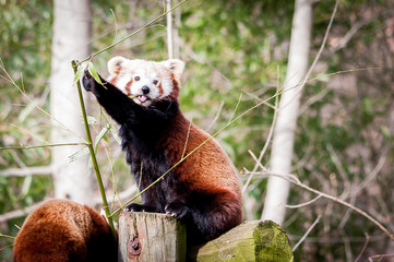 Panda roux