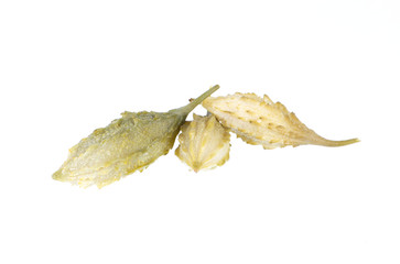 bitter isolated