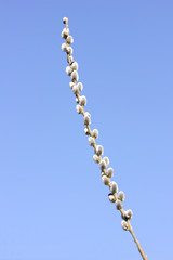 Beautiful catkin with blue sky