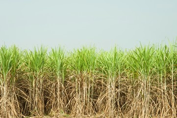 Sugar Cane Plantation