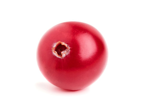 One Cranberry Closeup .