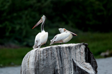 Pelicans on rock