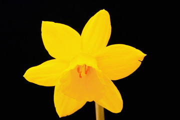 Narcissus (Tete-a-tete) flouer isolated on black