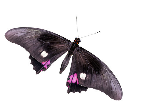 Parides Iphidamas