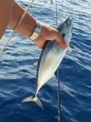 Obraz premium tonnetto alletterato, tonno, pesca