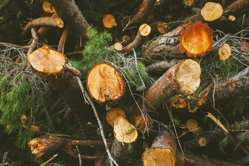 Closeup of logs piled of pine trees.