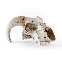 Animal skull isolated on white