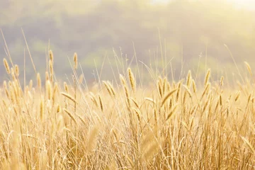 Foto op Plexiglas Fantastic wheat field under sunshine © Jess Yu