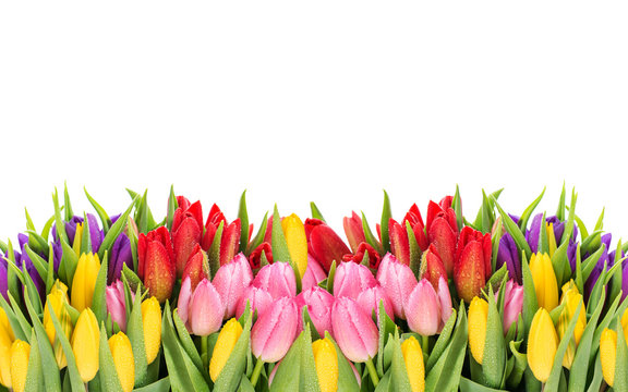 tulips. spring flowers with water drops