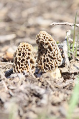 Morel Mushroom