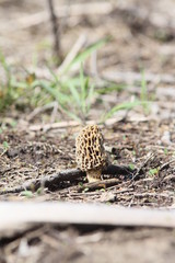 Morel Mushroom