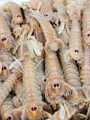 Cicale di mare - Small European locust lobsters - obrazy, fototapety, plakaty