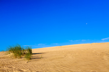 Sandy dune with plants and sky.