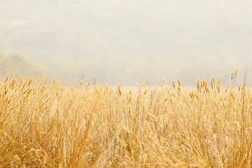 Wheat background