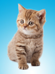 Obraz premium kitten on a blue background
