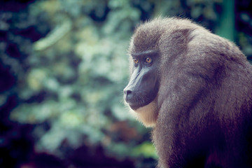 Portrait de singe mandrill