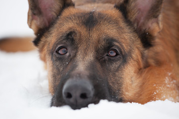 Chestnut Shepherd with sad snout
