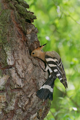 A hoopoe examines its nest hole at a willow tree trunk