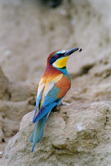 European bee-eater (Merops apiaster) with a bee prey at its beak