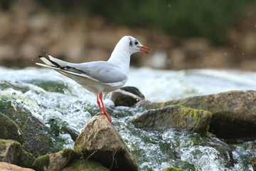 Fototapeta premium bird