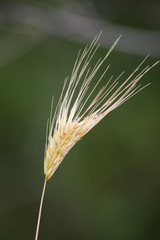 dry grass