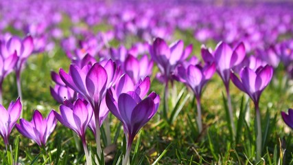 Meadow covered with purple crocuses
