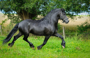 Friesian horse