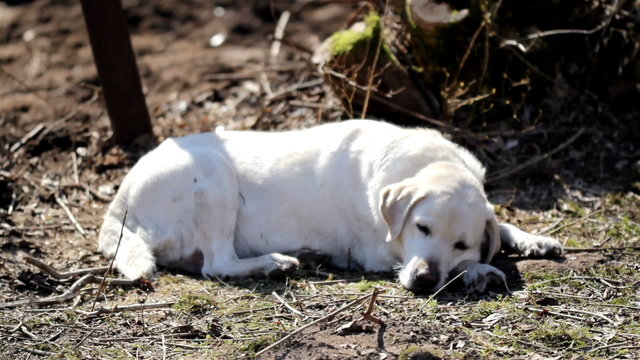 White labrador retriever sleeping