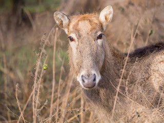 Naklejka na ściany i meble Close-up of a Pere David's Deer