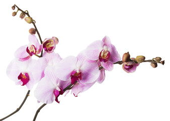 Fototapeta na wymiar Pink orchid flowers on white background