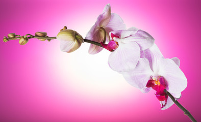 beautiful orchid on a pink background