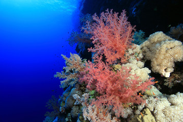 Plakat Miękki koral w tropikalnej rafy Morza Czerwonego