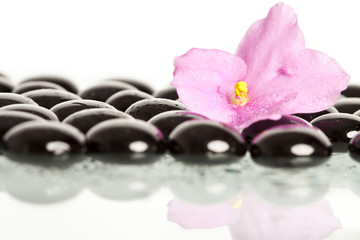 Black spa stones and pink flower on white background