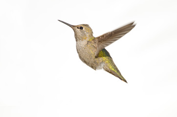 Annas Hummingbird in Flight , white background