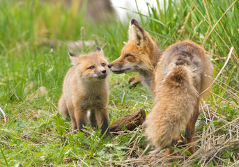 Red Fox Family - Yellowstone National Park