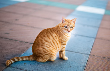 Red cat sitting on the road