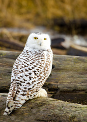 Naklejka premium Snowy Owl, with Fall color Background