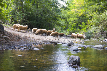 Number of sheep at watering near the river